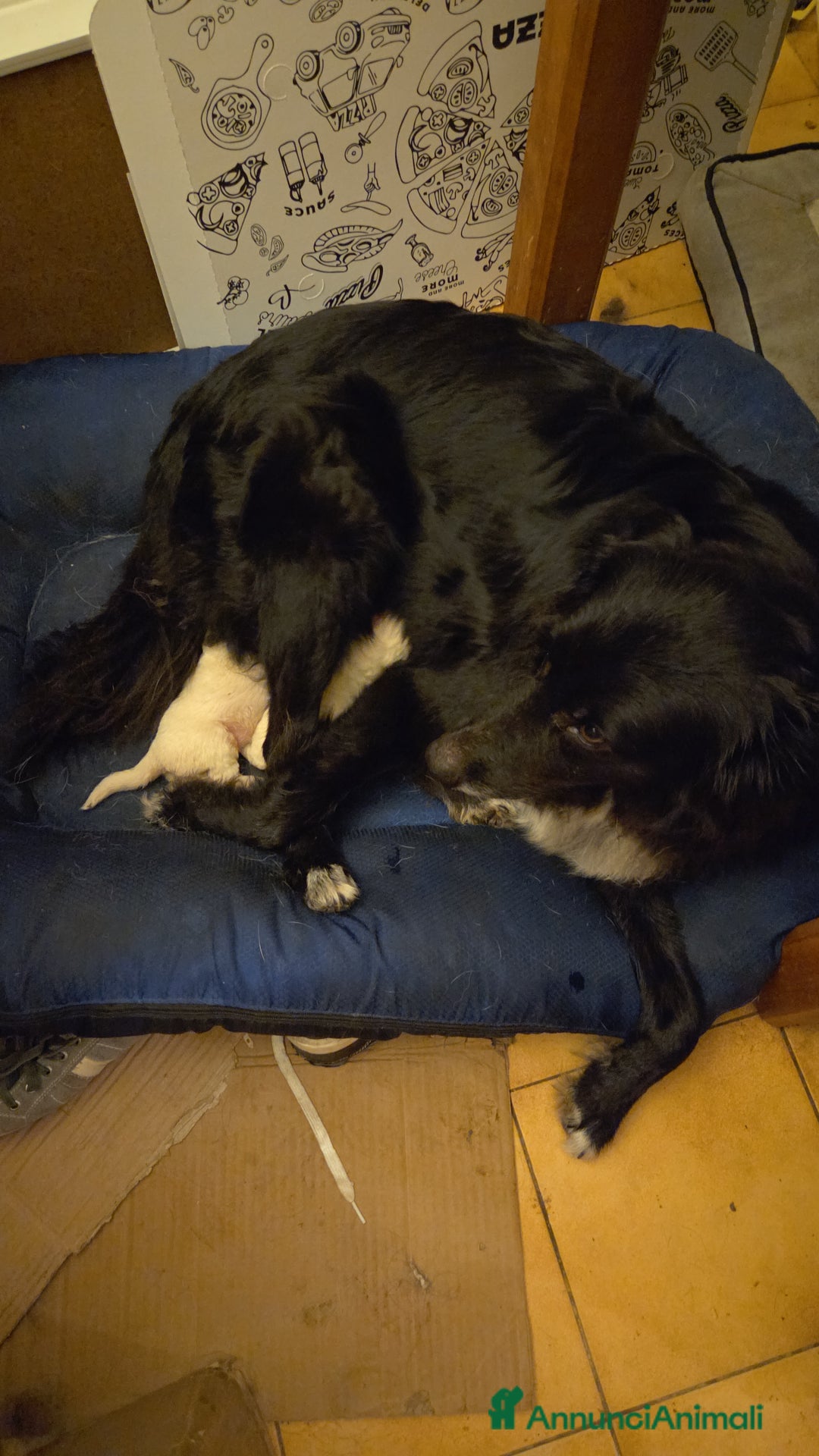 Meticcio cani in regalo: Cuccioli meticci  - Annuncio 3