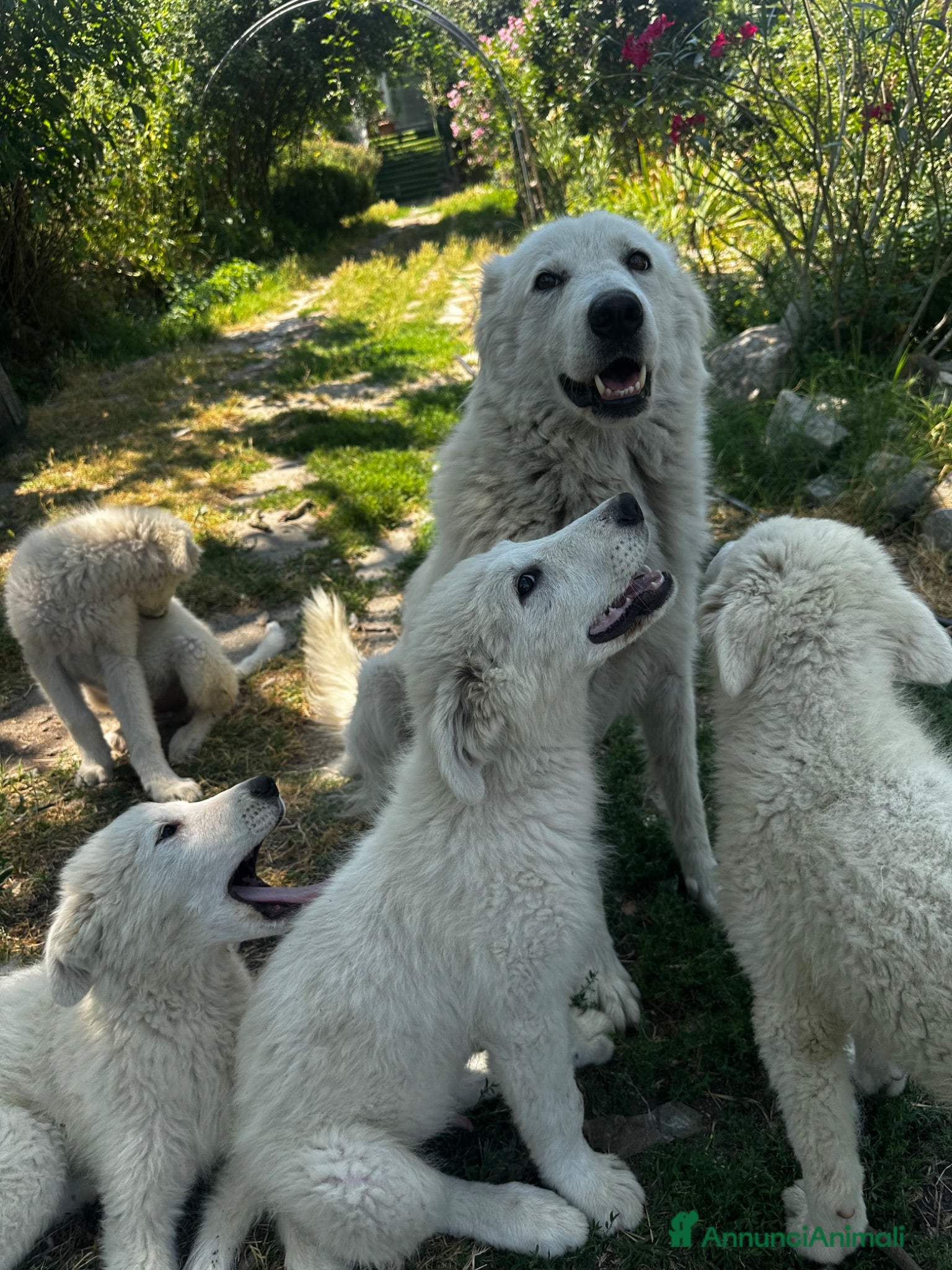Pastore Abbruzzese Maremmano cani in regalo: Bellissimi cuccioli pastore maremmano  - Annuncio 2