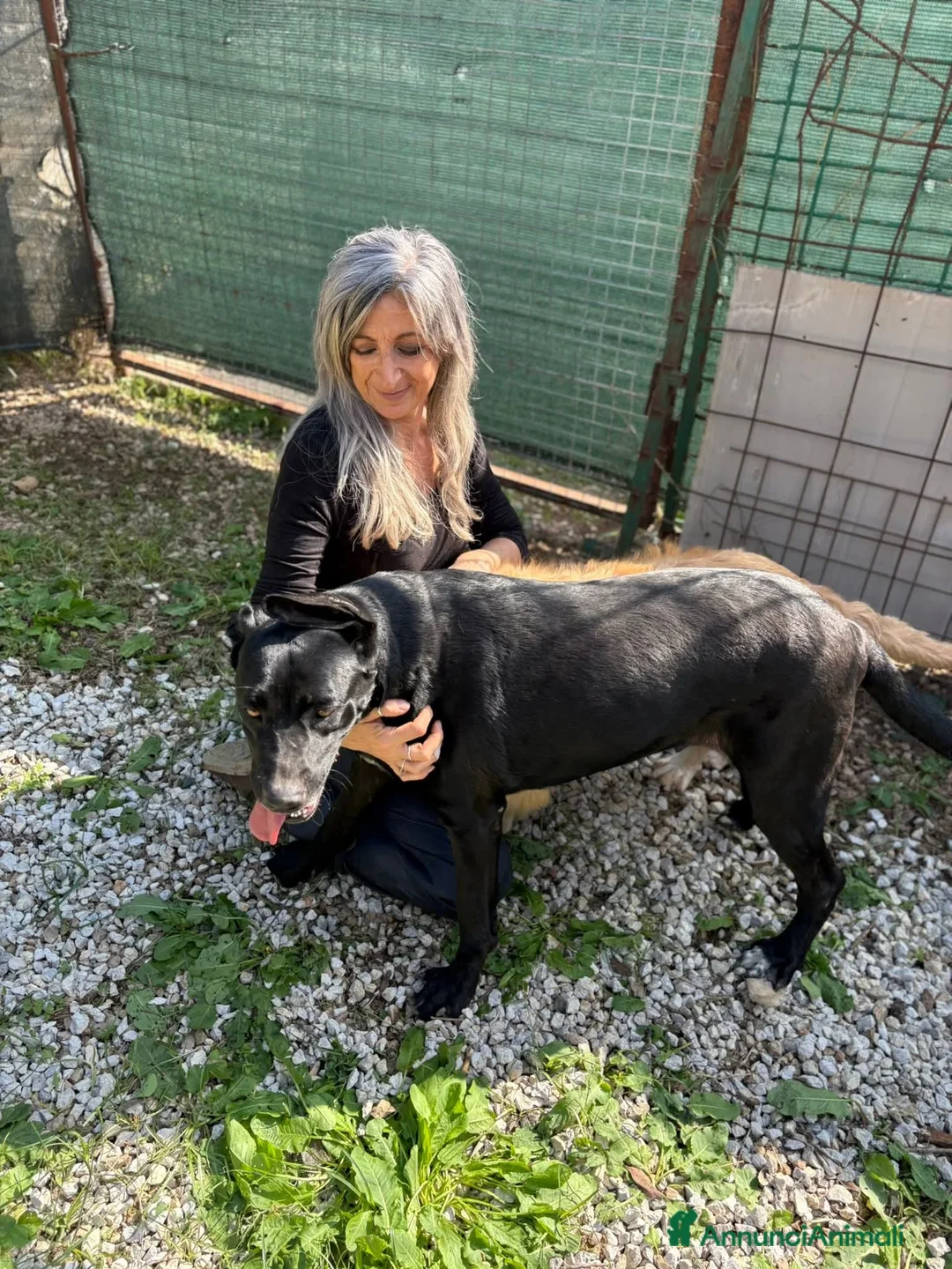 Meticcio cani in regalo: Olimpia, 2 anni, bella e buona  - Annuncio 13