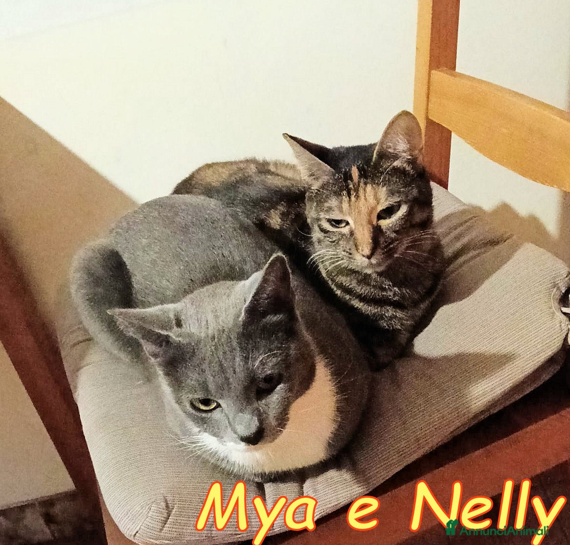 Europeo gatti 😔 Mya e Nelly gattine buonissime 😺 - Annuncio 2
