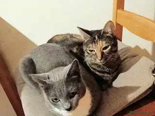 Europeo gatti 😔 Mya e Nelly gattine buonissime 😺 - Annuncio 2