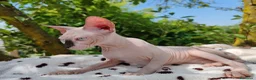 Sphynx gatti in vendita: Disponibili splendidi cuccioli di Sphynx ✨ - Annuncio 18