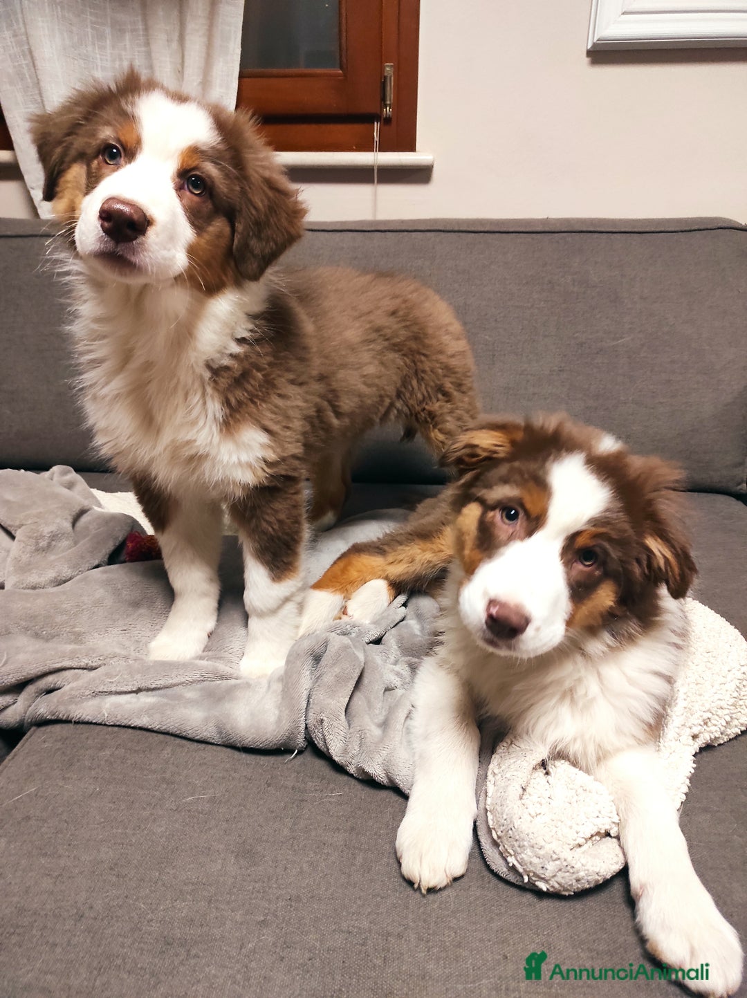 Australian Shepherd cani in vendita: Australian shepherd femmine  - Annuncio 1