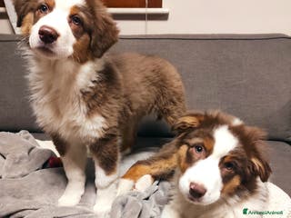 Australian Shepherd cani Australian shepherd femmine - Annuncio 7