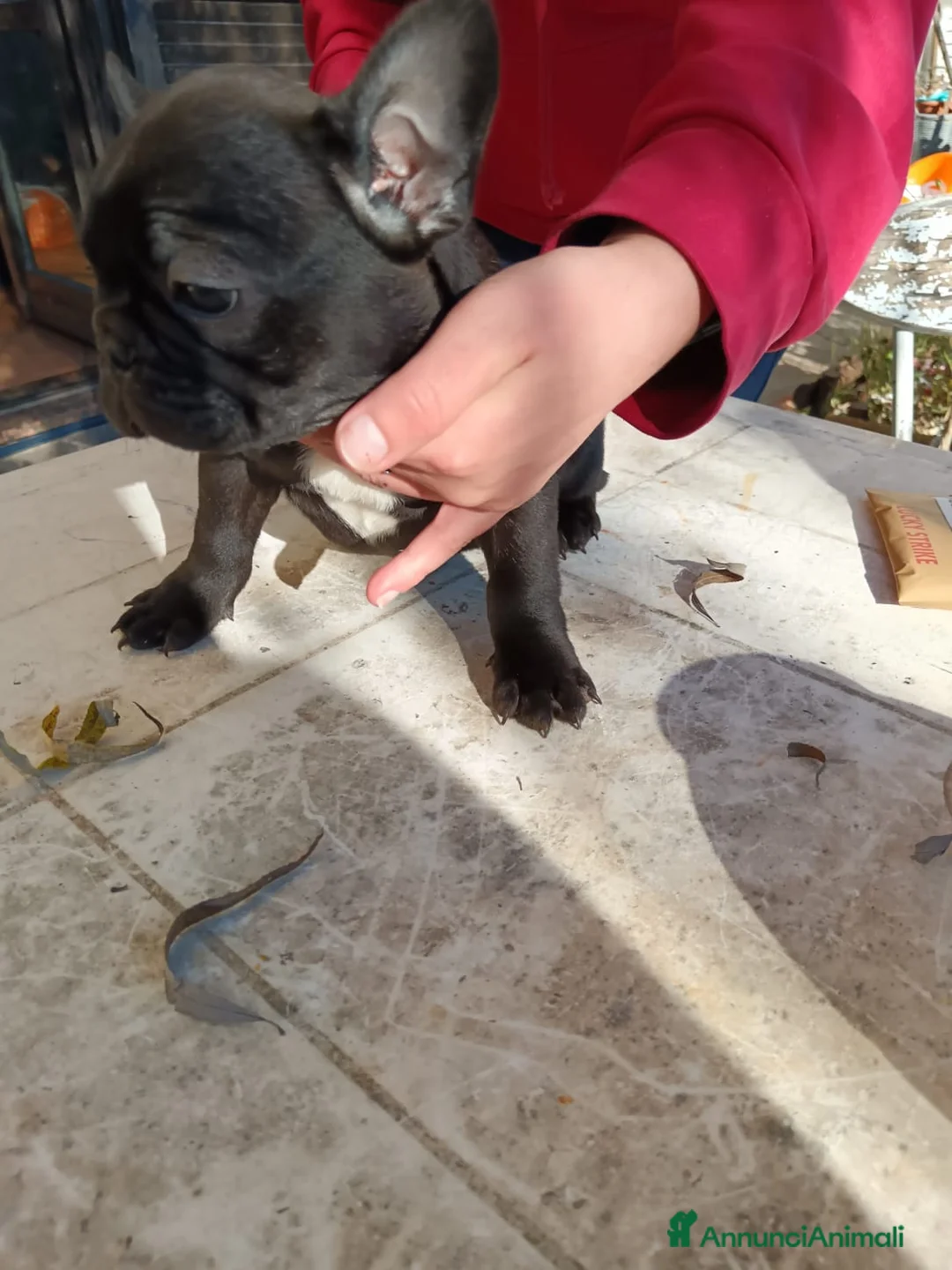 Bulldog Francese cani in vendita: Bulldog francese  - Annuncio 5