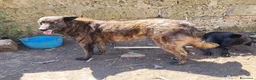 Meticcio cani in regalo: ADOZ.DEL💔:mamma e figlia abbandonate in recinto!! a Città Metropolitana di Bologna - Annuncio 6