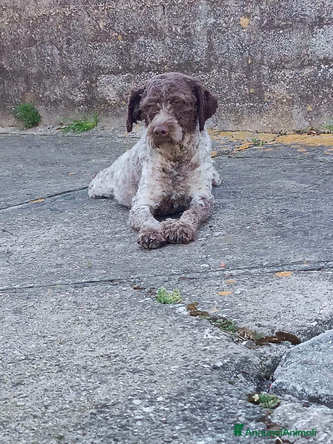 Lagotto cani in vendita: Lagotto Romagnolo  a Provincia di Frosinone - Annuncio 4