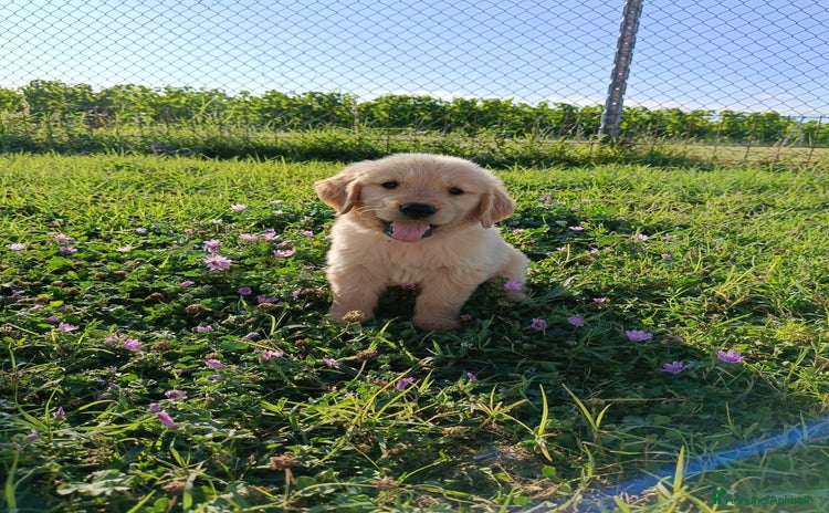 Golden Retriever cani a Provincia di Padova - Annuncio 8