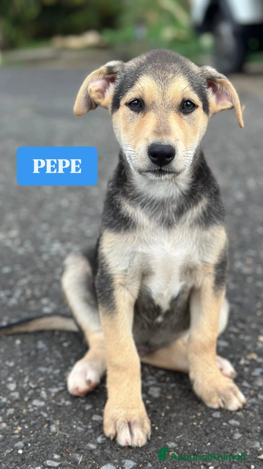 Meticcio cani Pepe cerca casa - Annuncio 3