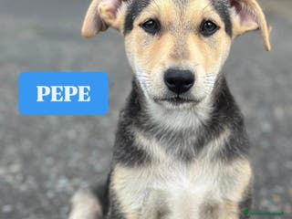 Meticcio cani Pepe cerca casa - Annuncio 3