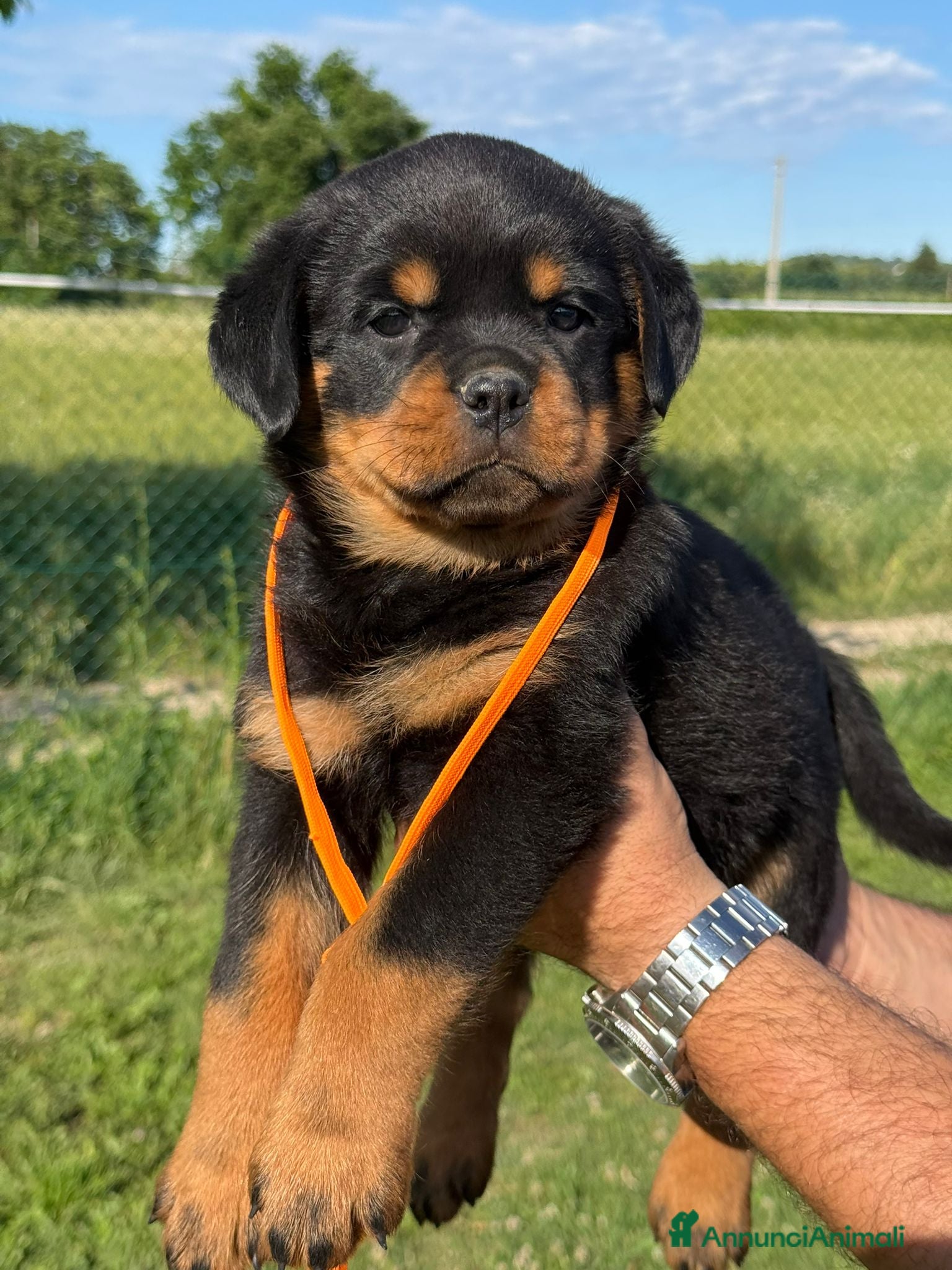 Rottweiler cani in vendita: Cucciolo rottweiler con pedigree  - Annuncio 6