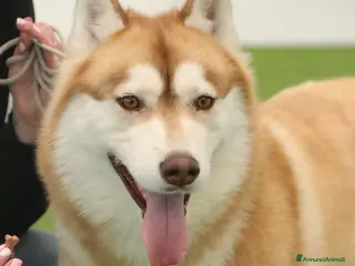 Husky cani Cucciolo di siberian Husky con pedigree - Annuncio 1