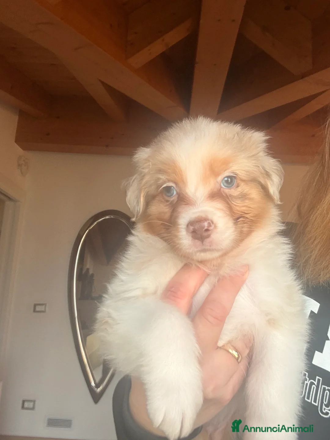 Australian Shepherd cani in vendita: Pastore australiano  - Annuncio 7