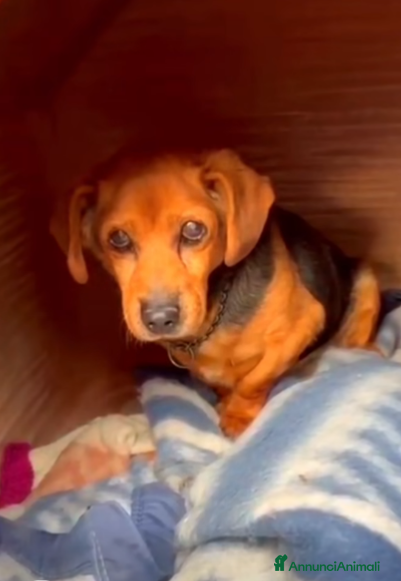 Meticcio cani ADOZ.DEL💔:arrivato in canile con catena e aspetta - Annuncio 4