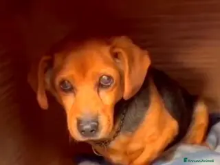 Meticcio cani ADOZ.DEL💔:arrivato in canile con catena e aspetta - Annuncio 4