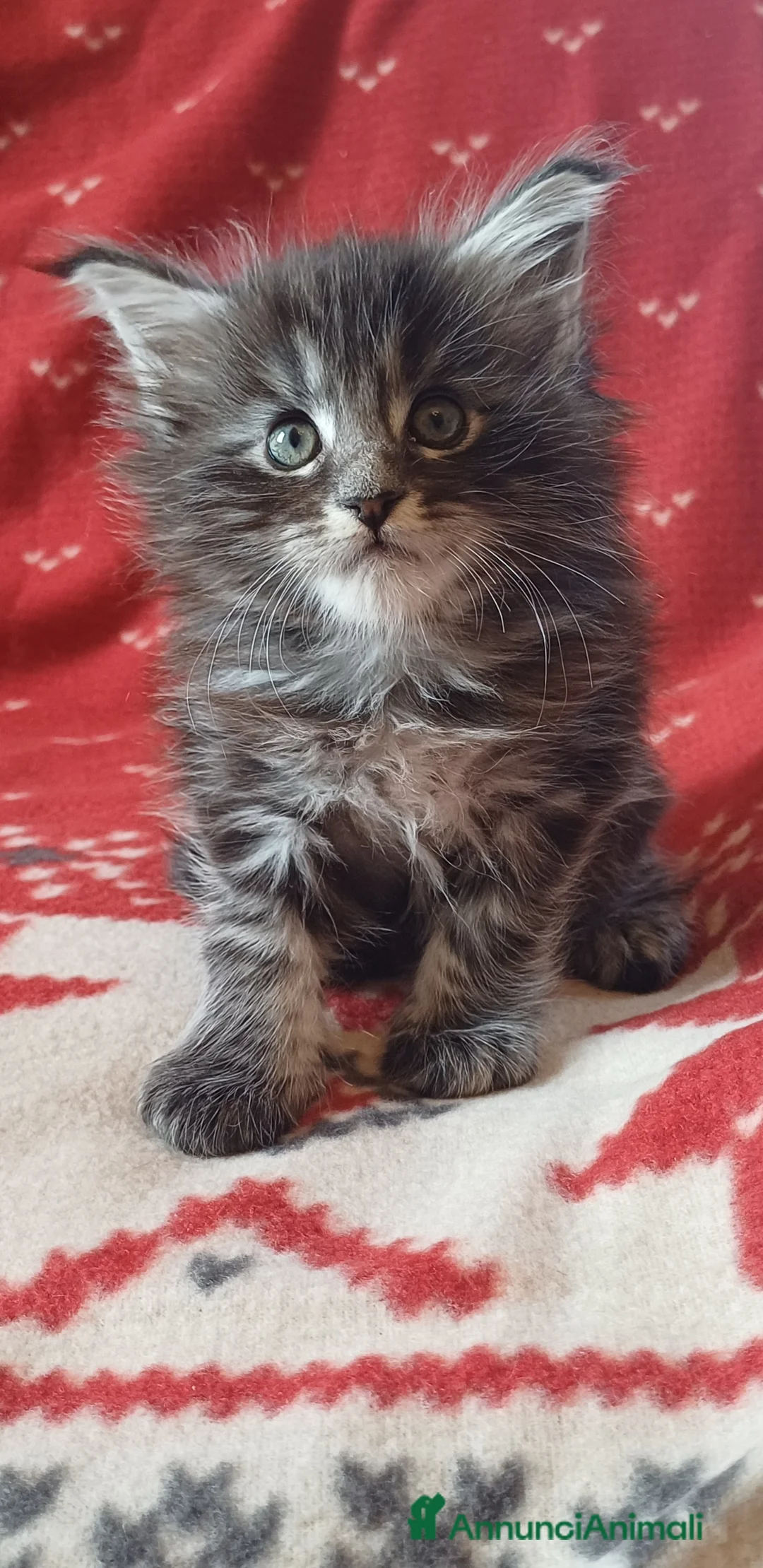 Maine Coon gatti in vendita: Cuccioli di Maine Coon linea estera - Annuncio 7
