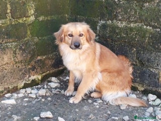 Meticcio cani in regalo: Nora, 10 kg di dolcezza a Roma - Annuncio 2