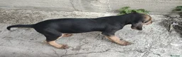 Segugio cani in vendita: Segugio Italiano - Annuncio 3