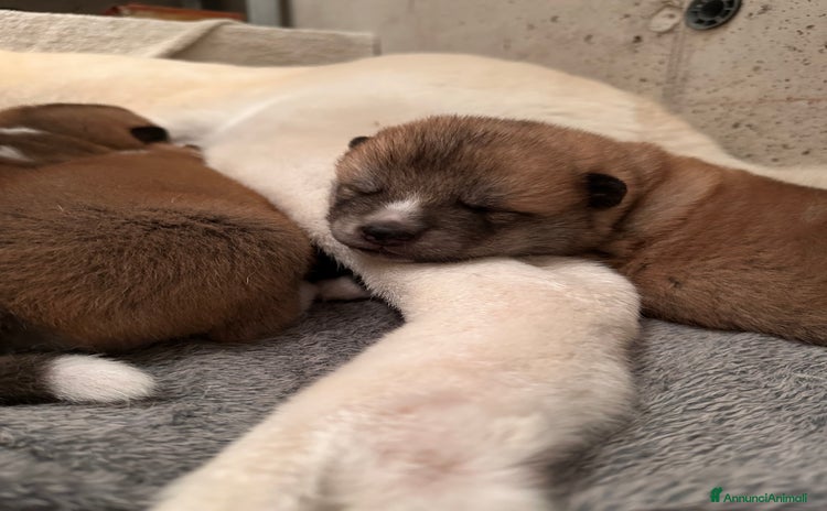 Akita Inu cani a Provincia di Vicenza - Annuncio 5