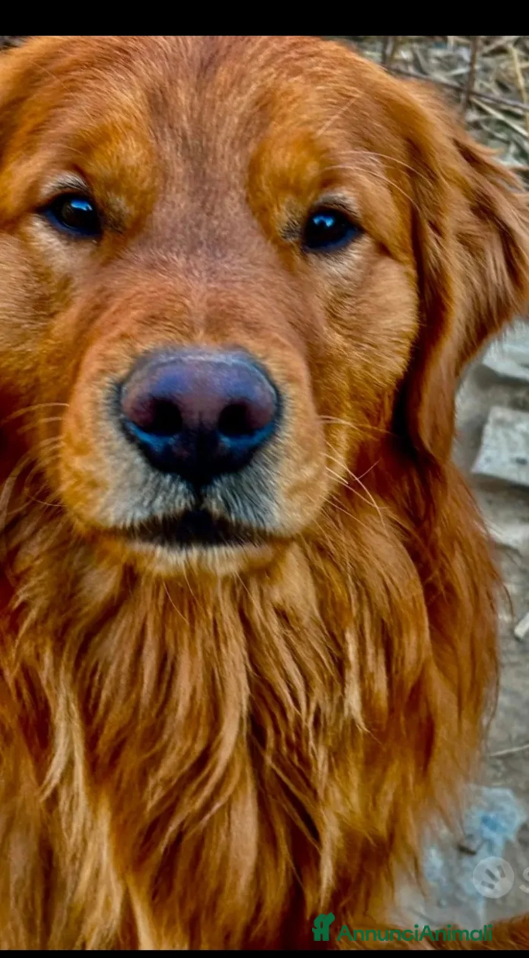 Golden Retriever cani in vendita: Cuccioli di golden - Annuncio 1