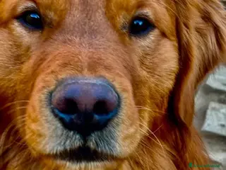 Golden Retriever cani Cuccioli di golden - Annuncio 1