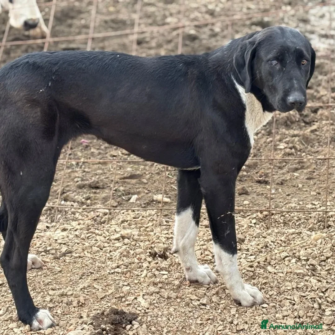 Pastore Asia Centrale cani in regalo: ATHENA 8 mesi cerca casa - pastore asia centrale - Annuncio 3