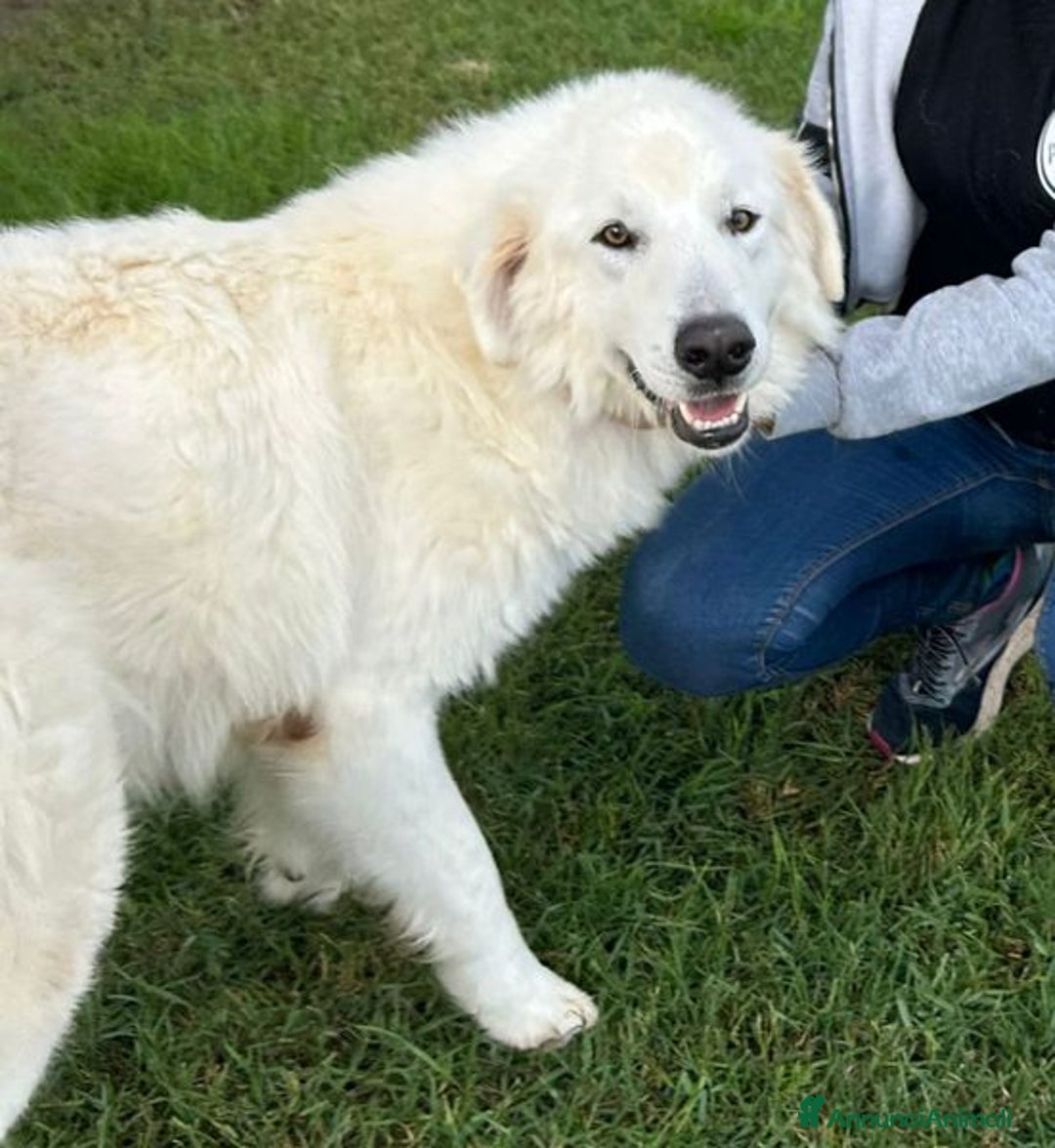 Pastore Maremmano cani in regalo: Spartaco, manto candido come il suo ❤️ - Annuncio 5