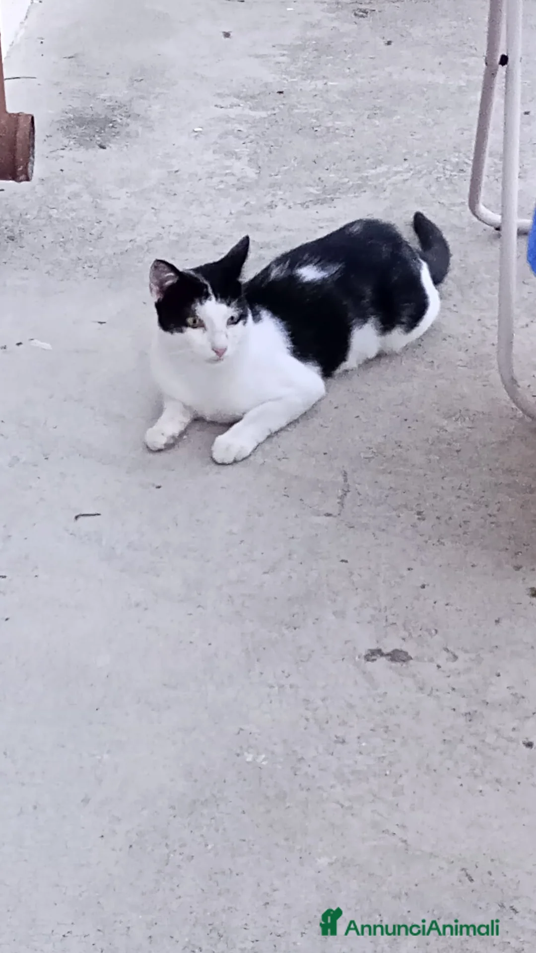 Meticcio gatti in regalo: Cesare cerca casa: splendido gattino in adozione - Annuncio 2