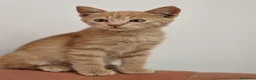 Europeo gatti in regalo: Gattini a pelo semilungo cercano casa - Annuncio 6