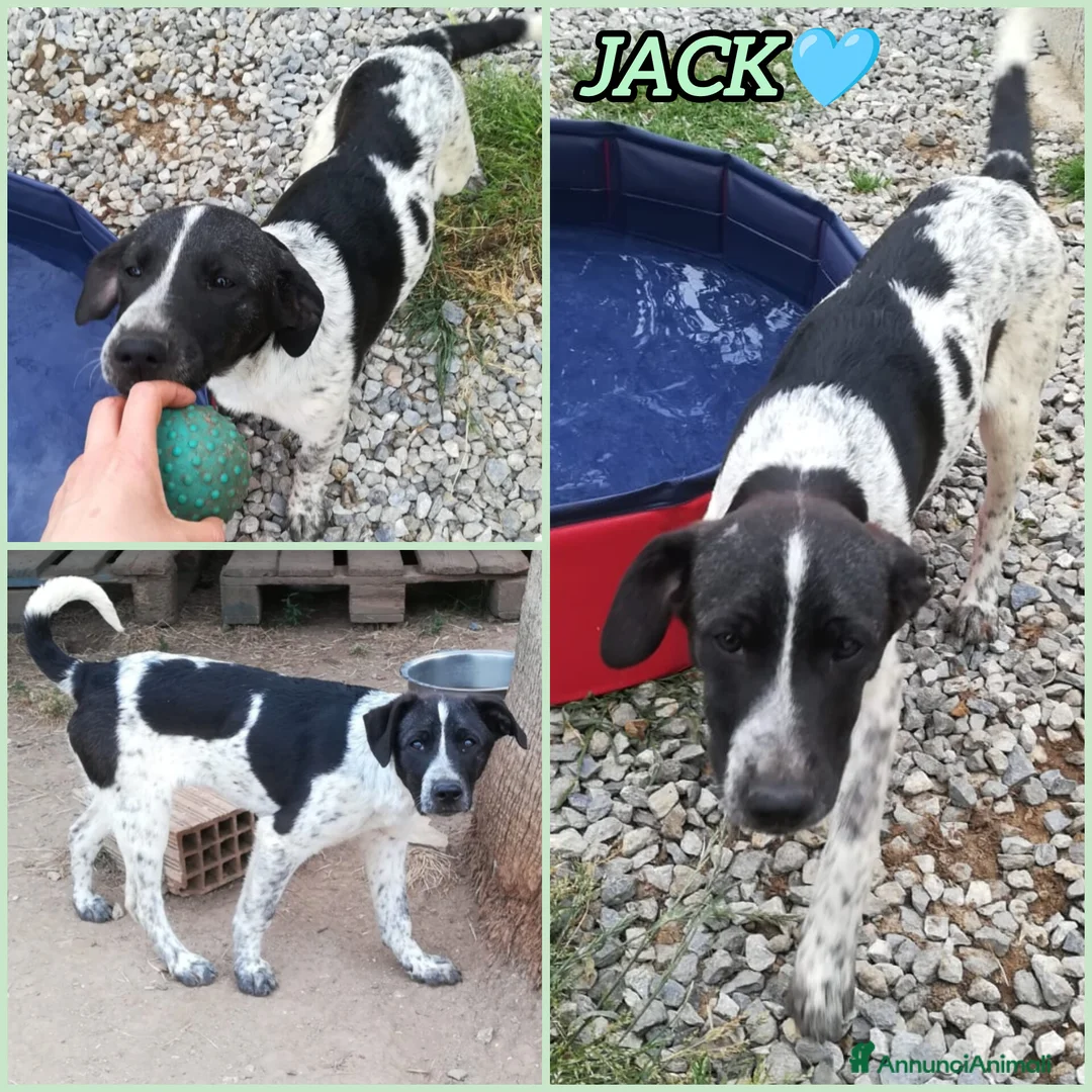 Meticcio cani in regalo: CUCCIOLO JACK ASPETTA UNA MAMMA  - Annuncio 2