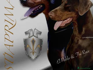 Dobermann cani Cuccioli Dobermann - Annuncio 3