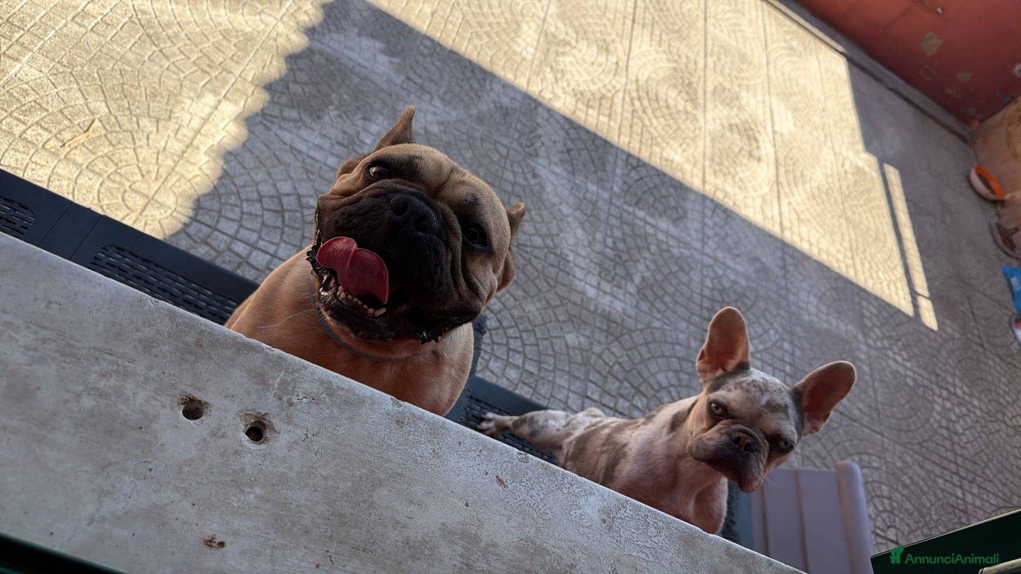 Bulldog Francese cani Bulldog francesi  - Annuncio 3
