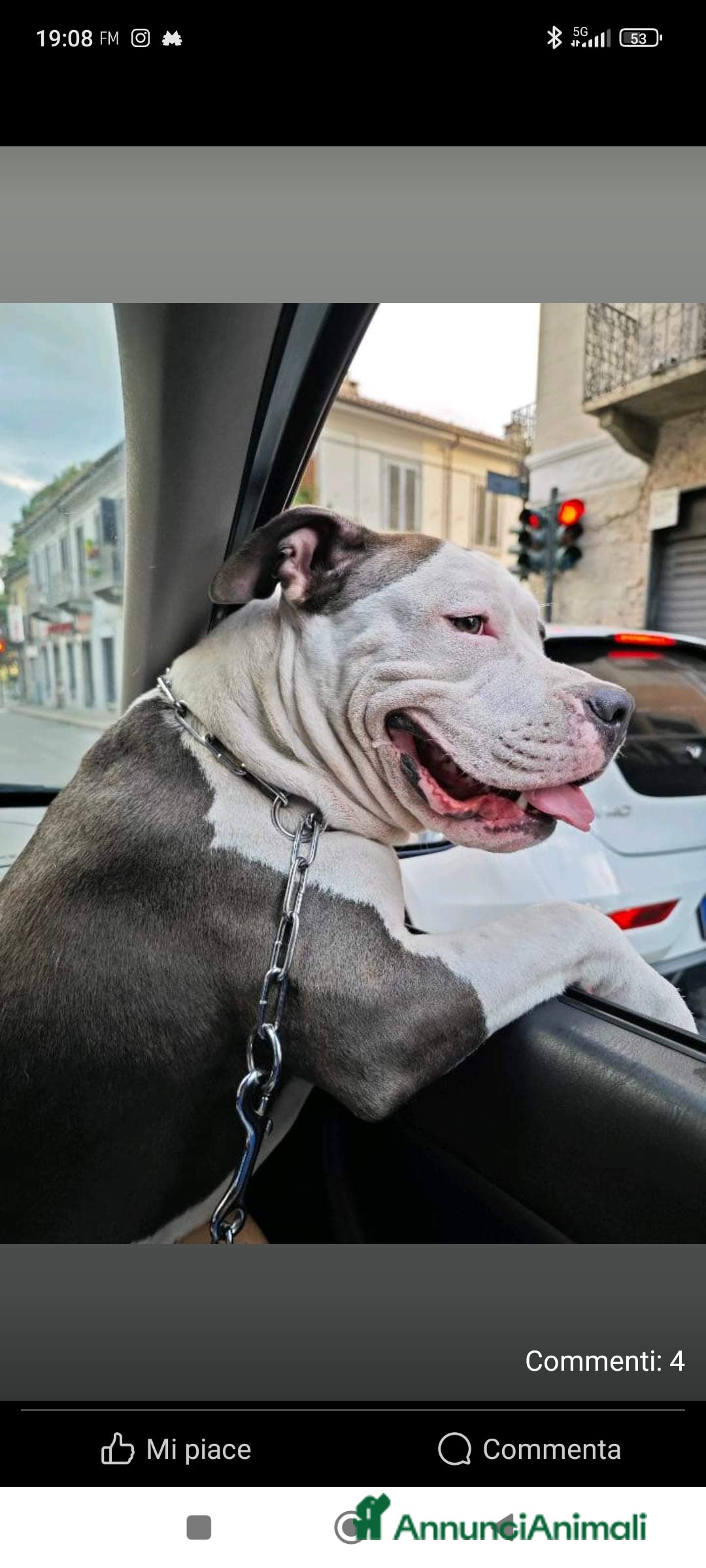 Pitbull cani per accoppiamento: Monta - Annuncio 39