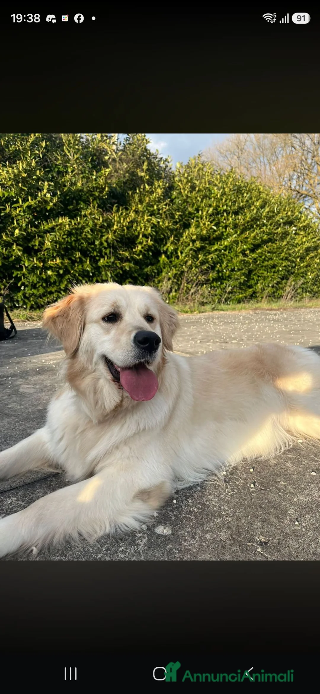 Golden Retriever cani in vendita: Golden retriever inglese - Annuncio 1