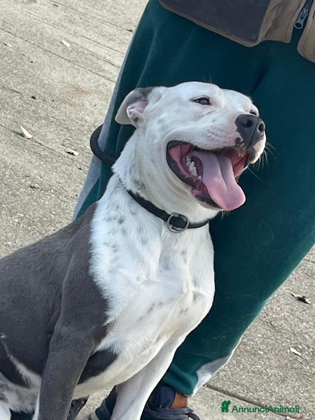 American Staffordshire cani in regalo: FENDI MERAVIGLIOSA CREATURA CHIEDE IL TUO AMORE - Annuncio 1