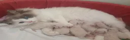 Ragdoll gatti in vendita: Ragdoll cuccioli  - Annuncio 2