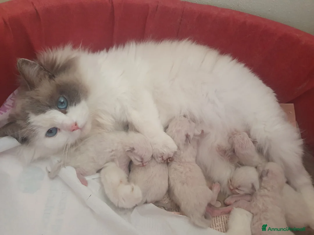 Ragdoll gatti in vendita: Ragdoll cuccioli  - Annuncio 2