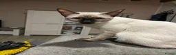 Thai gatti in vendita: Stupendi Thai - Annuncio 13