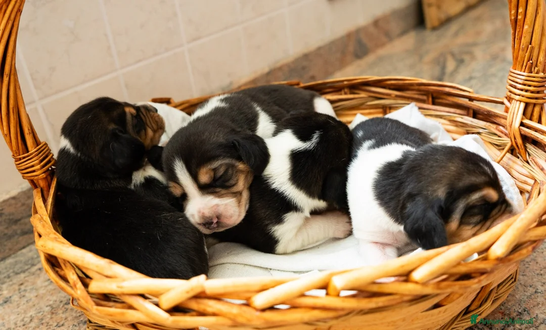 Beagle cani in vendita: CUCCIOLATA BEAGLE TRICOLORE - Annuncio 2