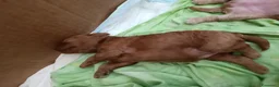 Barboncino Toy cani in vendita: VERI TOY  a Provincia di Lecce - Annuncio 6