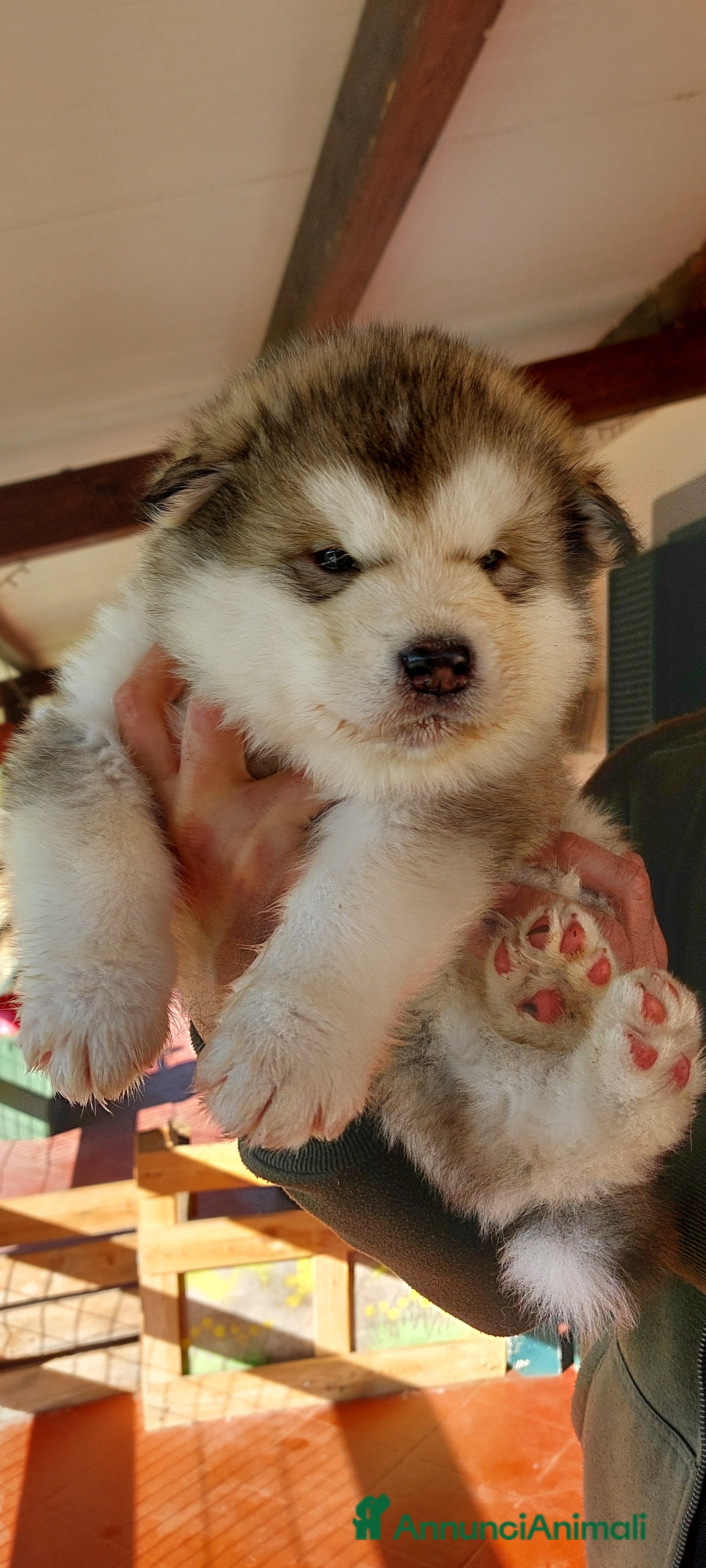 Alaskan Malamute cani ALASKAN MALAMUTE ALTA GENEALOGIA - Annuncio 1