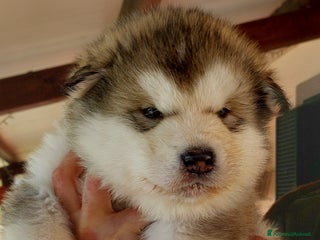 Alaskan Malamute cani ALASKAN MALAMUTE ALTA GENEALOGIA - Annuncio 4