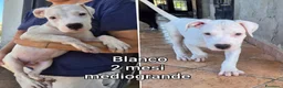 Meticcio cani in regalo: CUCCIOLI SOLI ED ESCLUSI  a Città Metropolitana di Genova - Annuncio 10