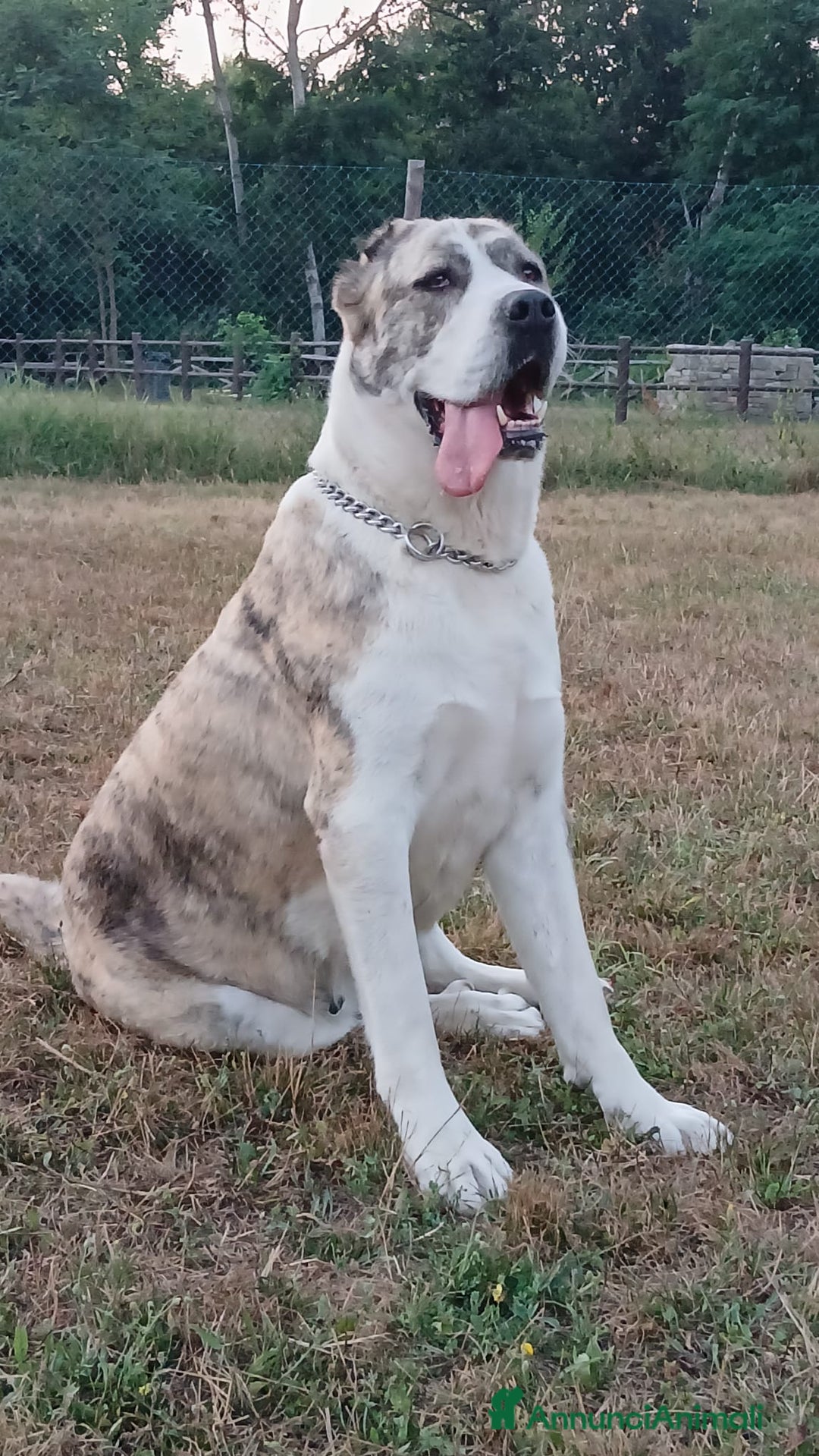 Pastore Asia Centrale cani in vendita: PASTORI ASIA CENTRALE - Annuncio 1