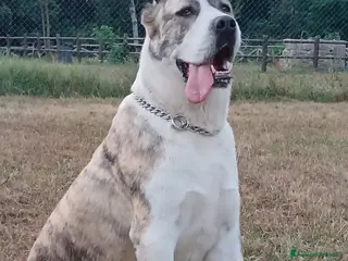 Pastore Asia Centrale cani PASTORI ASIA CENTRALE - Annuncio 2