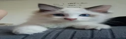 Ragdoll gatti in vendita: Piccoli ragdoll cercano casa a Provincia di Perugia - Annuncio 4