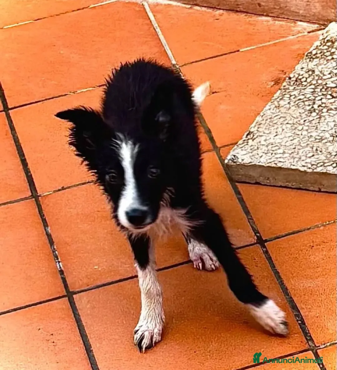 Meticcio cani in regalo: Mino cucciolo mix BORDER COLLIE in adozione - Annuncio 3