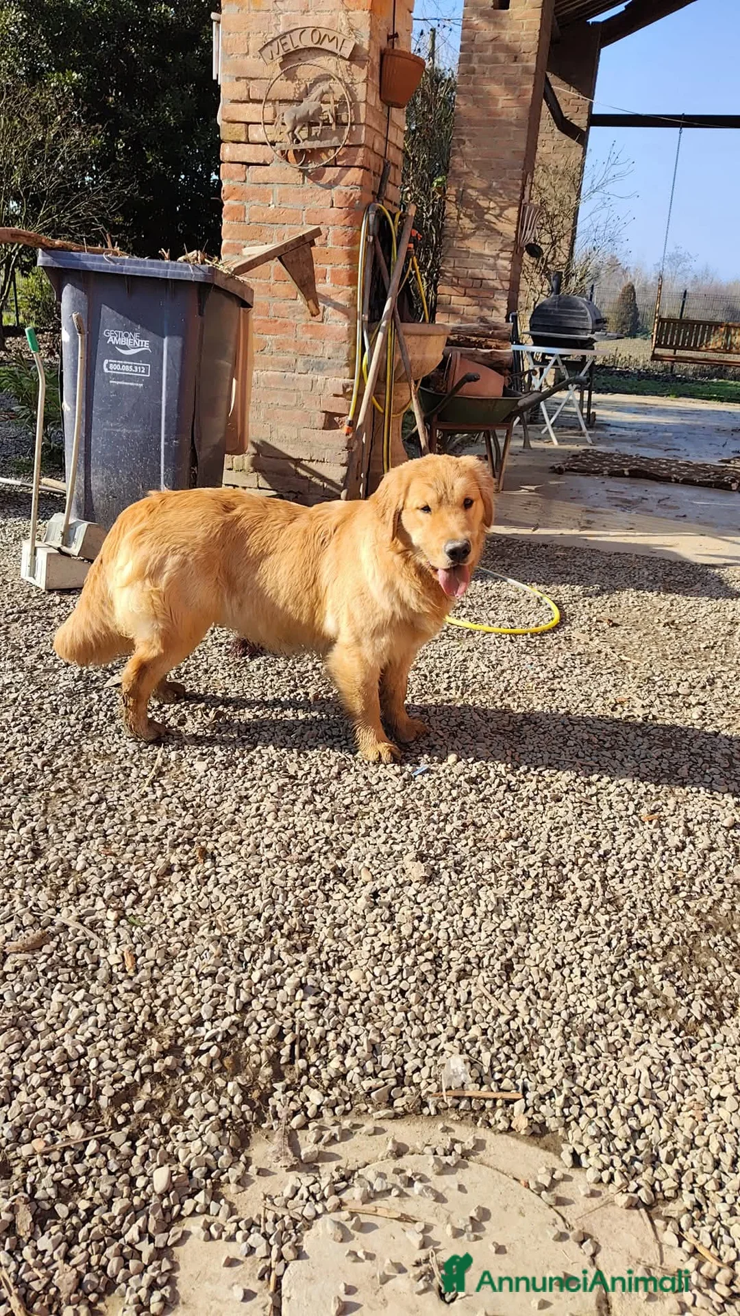 Golden Retriever cani in vendita: Cucciolata 100% americana  - Annuncio 11