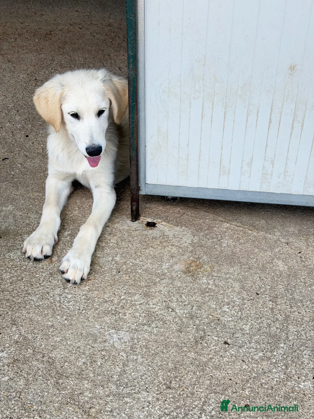 Meticcio cani in regalo: Dario a Provincia di Pavia - Annuncio 4