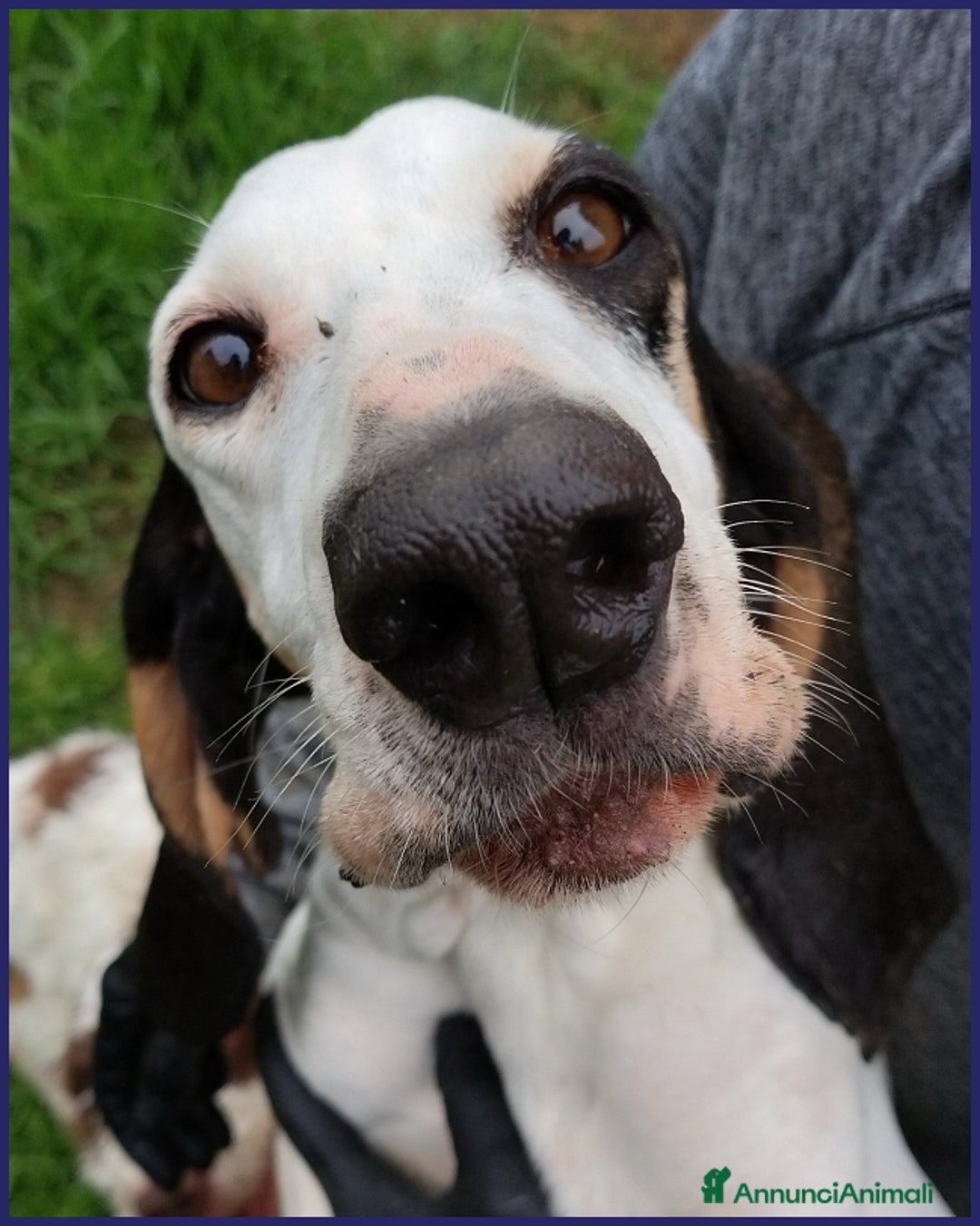 Segugio cani in regalo: MOIRA, DOLCE SEGUGIA 6 ANNI, RECUPERATA AFFAMATA  a Città metropolitana di Milano - Annuncio 2